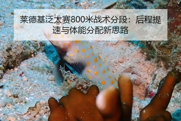 莱德基泛太赛800米战术分段：后程提速与体能分配新思路